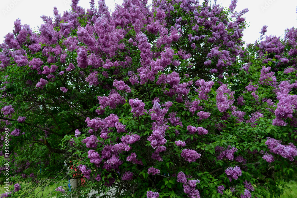 Big lilac bush during the spring bloom