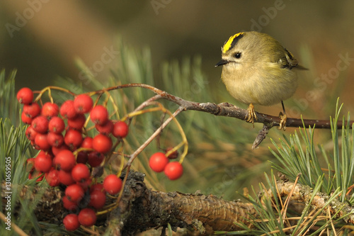 Regulus regulus on a tree