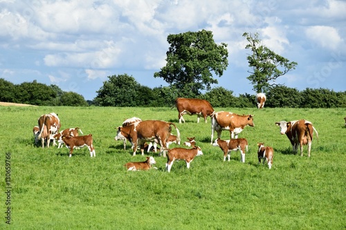 Milchkühe auf der Wiese. Rinder mit Jungtieren.  photo