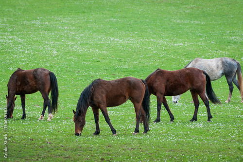 Welsh horses.
