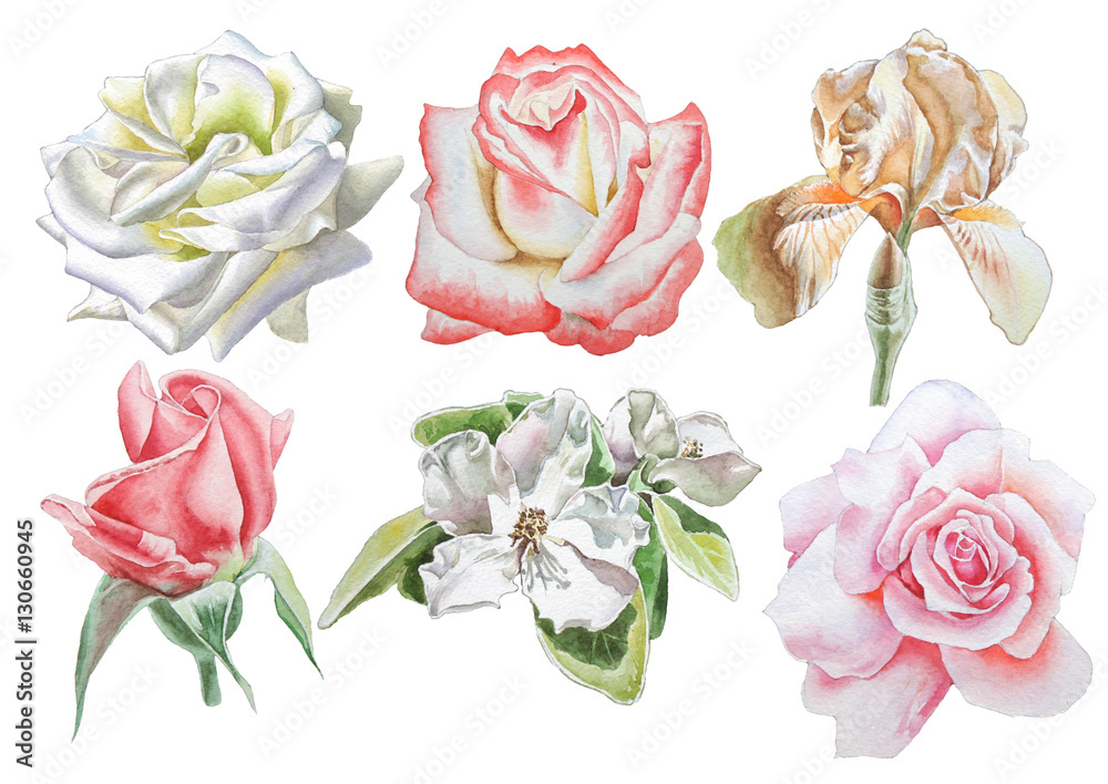 Set with flowers. Rose. Iris. Blossom. Watercolor illustration.