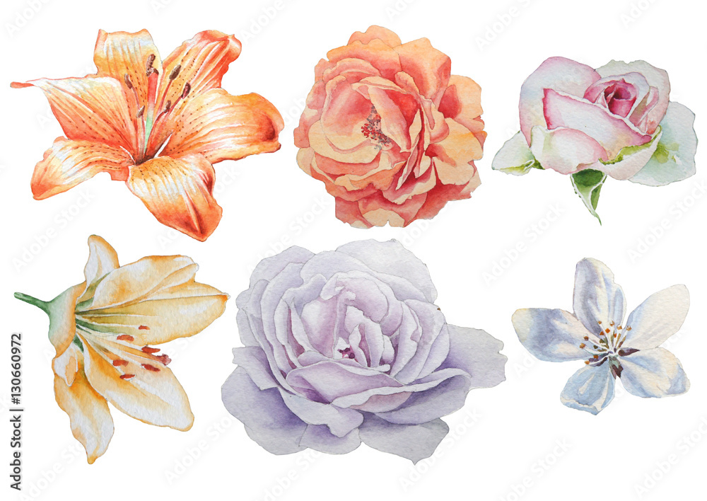 Set with flowers. Rose. lily. Watercolor illustration.