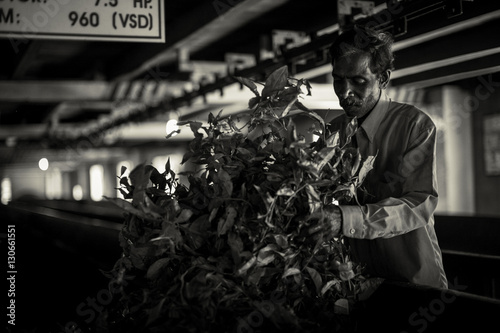 Photography Tea factory