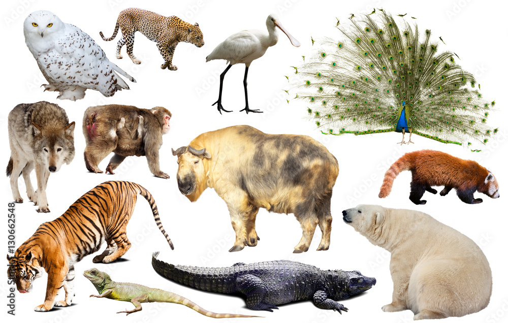 Obraz premium asia animals isolated