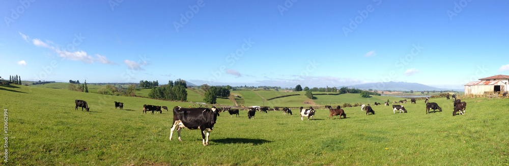 Cows in green grass. Blue sky
