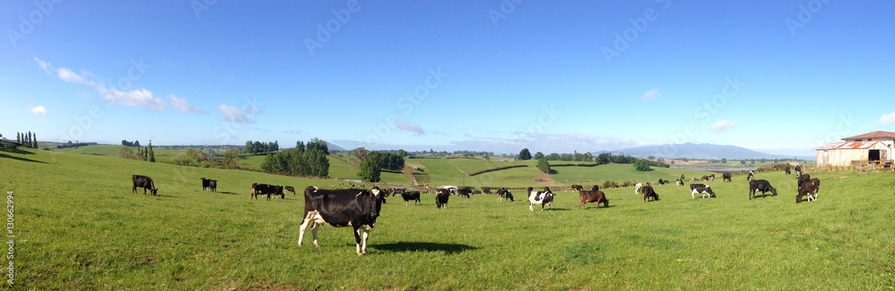 Cows in green grass. Blue sky Cows in green grass. Blue sky