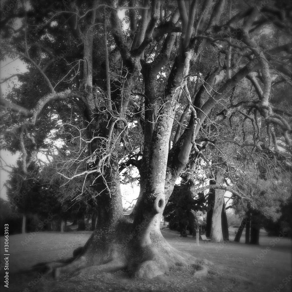 Naklejka premium Old tree