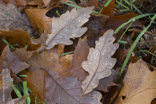 Fallen Oak Leaves Quercus robur in rain