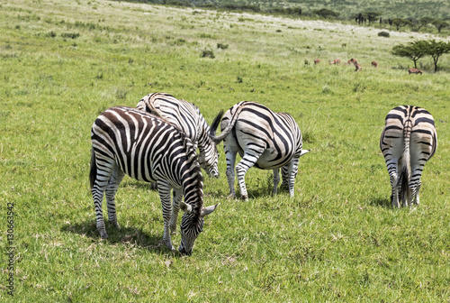 Zebra Grazing on Green Grass Background
