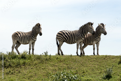 Fototapeta Naklejka Na Ścianę i Meble -  Zebra Grazing on Green Grass Hill and Sky