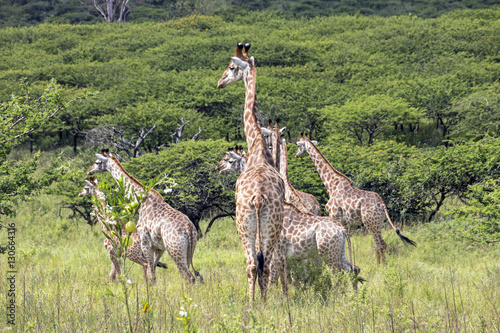  Wild Giraffe Ggainst Green Vegetation Background photo