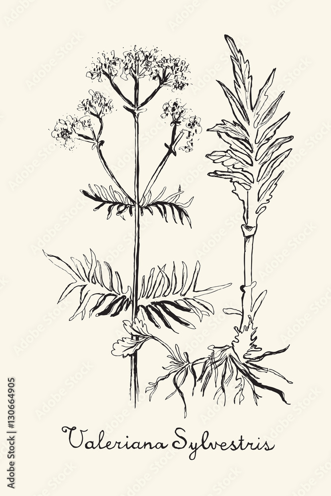 Obraz premium Ręcznie rysowane Valeriana - zioło na tle ecru