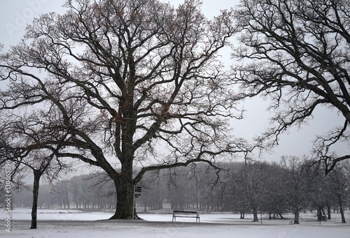 Schweden, Schloßpark, alte Bäume, Winter