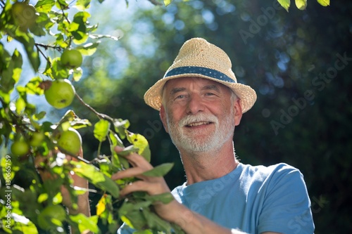 Senior man checking fruit in the garden
