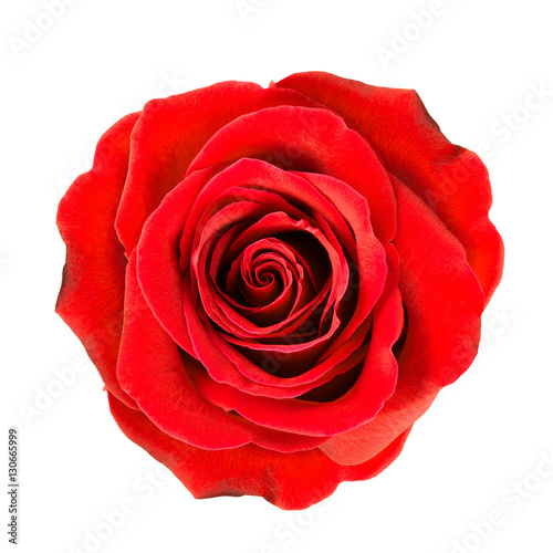 Close up of deep red rose flower isolated on white