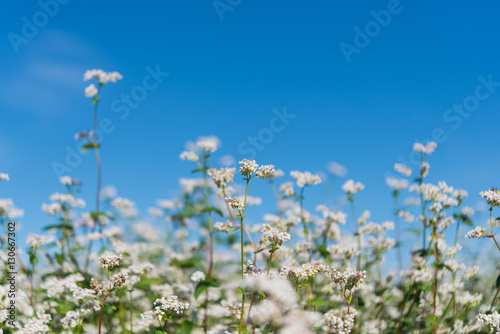 blooming buckwheat