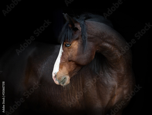 Portrait of bay horse with blue eye isolated on black background