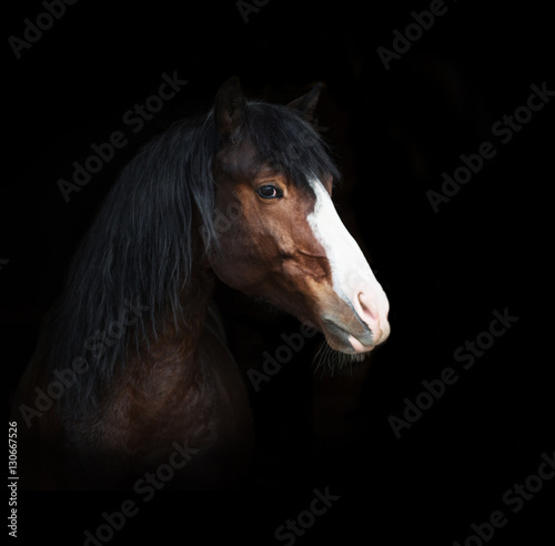 Portrait of bay horse with blue eye isolated on black background