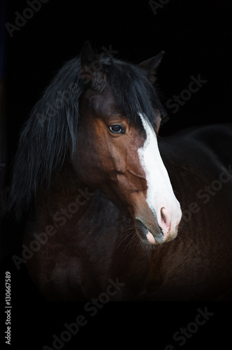 Fototapeta Naklejka Na Ścianę i Meble -  Portrait of bay horse with blue eye isolated on black background