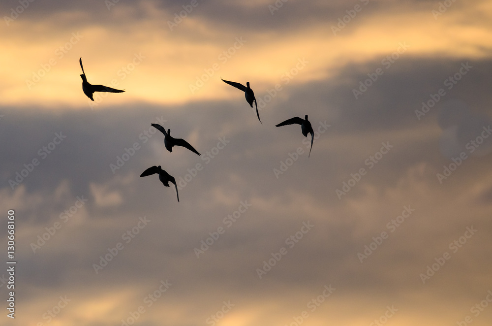Silhouetted Flock of Ducks Flying in the Sunset Sky