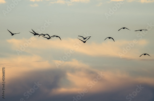 Large Flock of Geese Flying in the Beautiful Sunset Sky