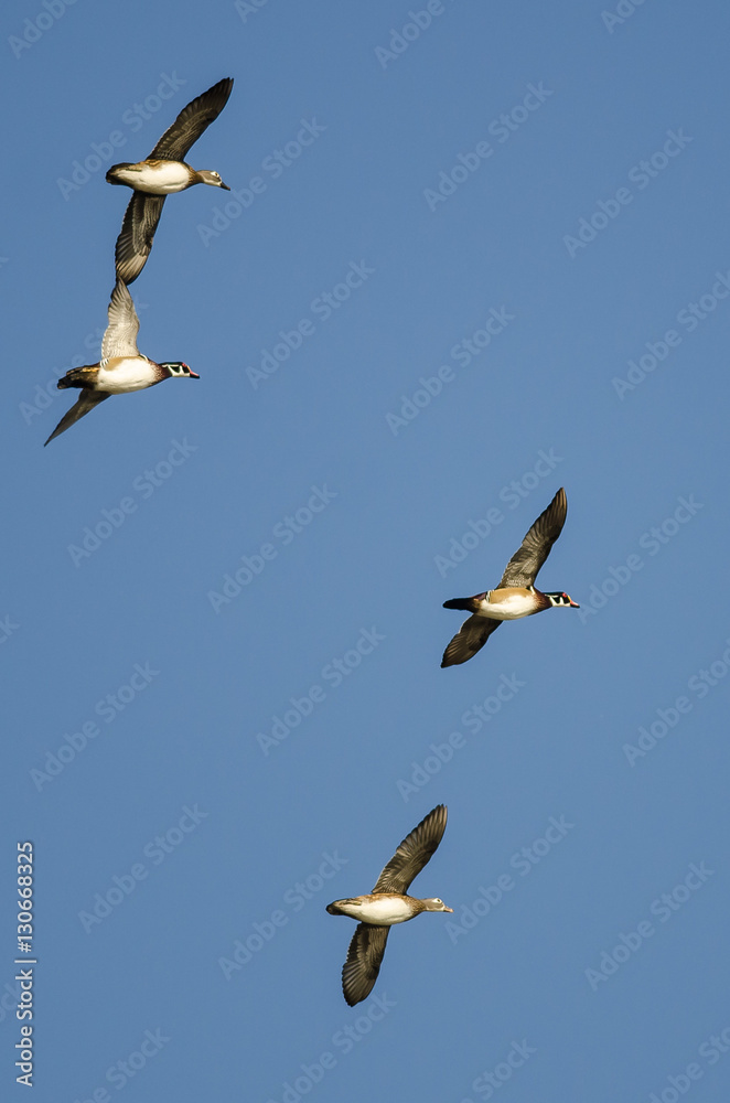 Obraz premium Four Wood Ducks Flying in a Blue Sky