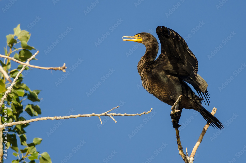 Double-Crested Cormorant Perched High in a Tree Double-Crested Cormorant Perched High in a Tree