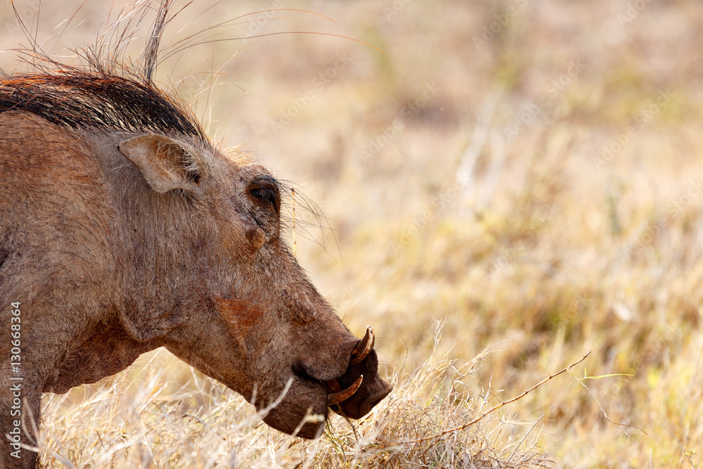 Hairy Common warthog ready to eat grass Hairy Common warthog ready to eat grass