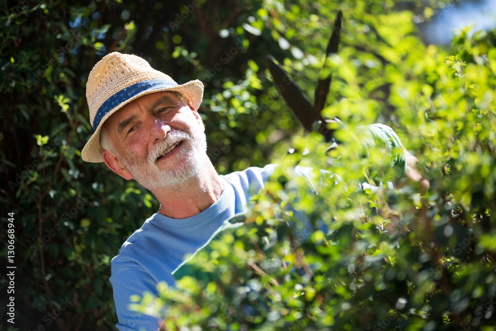 Senior man trimming plants with pruning shears Senior man trimming plants with pruning shears