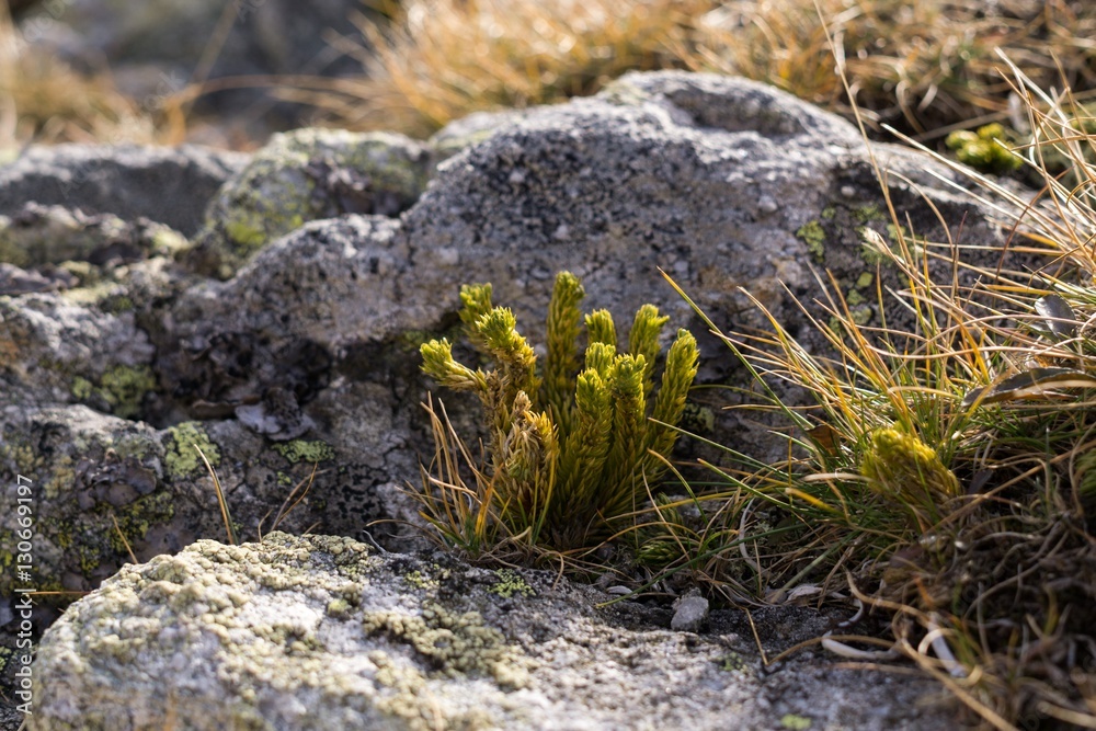 Plants growing on stones. Slovakia Plants growing on stones. Slovakia