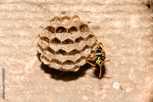 Wasp guarding nest