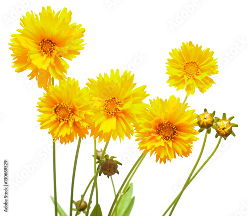 Yellow daisy isolated on a white background