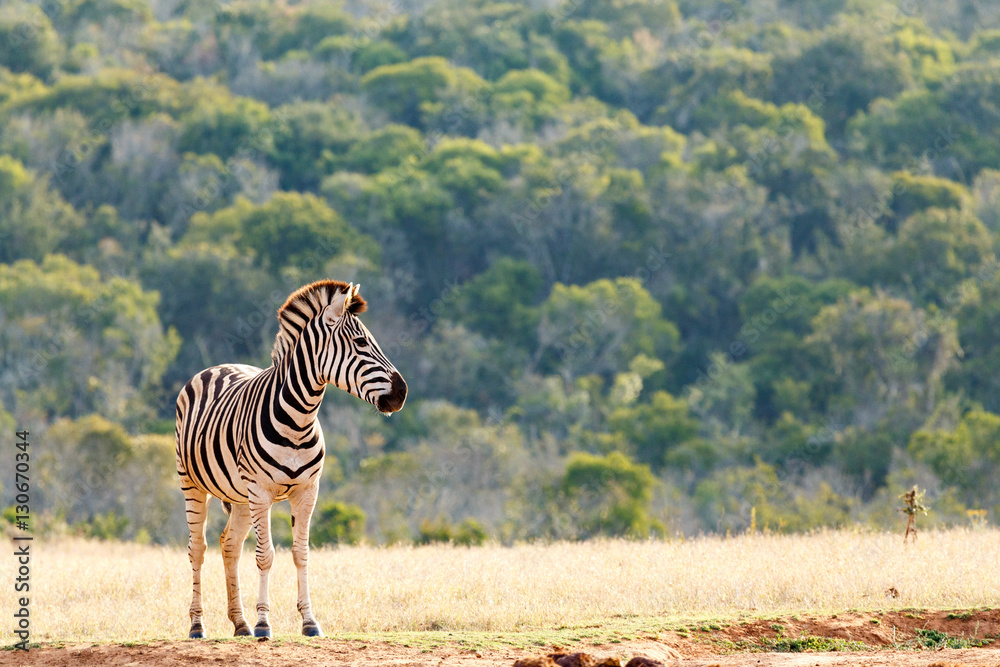 Obraz premium Zebra standing and waiting