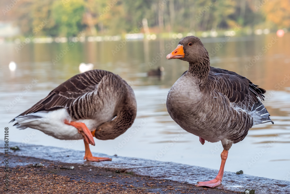 Wild geese standing on one leg, Hyde Park, London Wild geese standing on one leg, Hyde Park, London