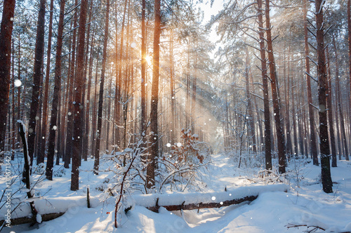 Fantastic landscape glowing by sunlight. Natural park. Carpathian, Ukraine, Europe. Beauty world. Happy New Year!!