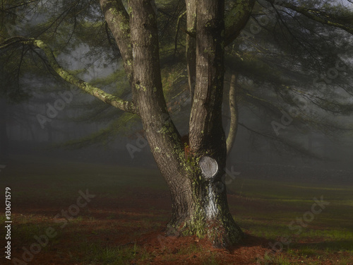 White paint on cut tree branch in forest photo