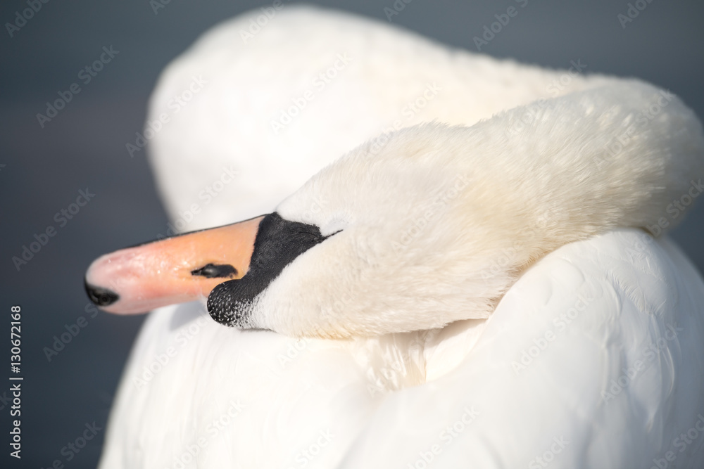 Fototapeta premium White swan