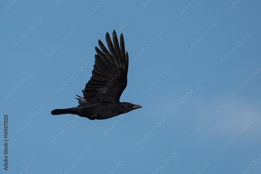 Obraz premium Carrion Crow, Crow, Corvus Corone