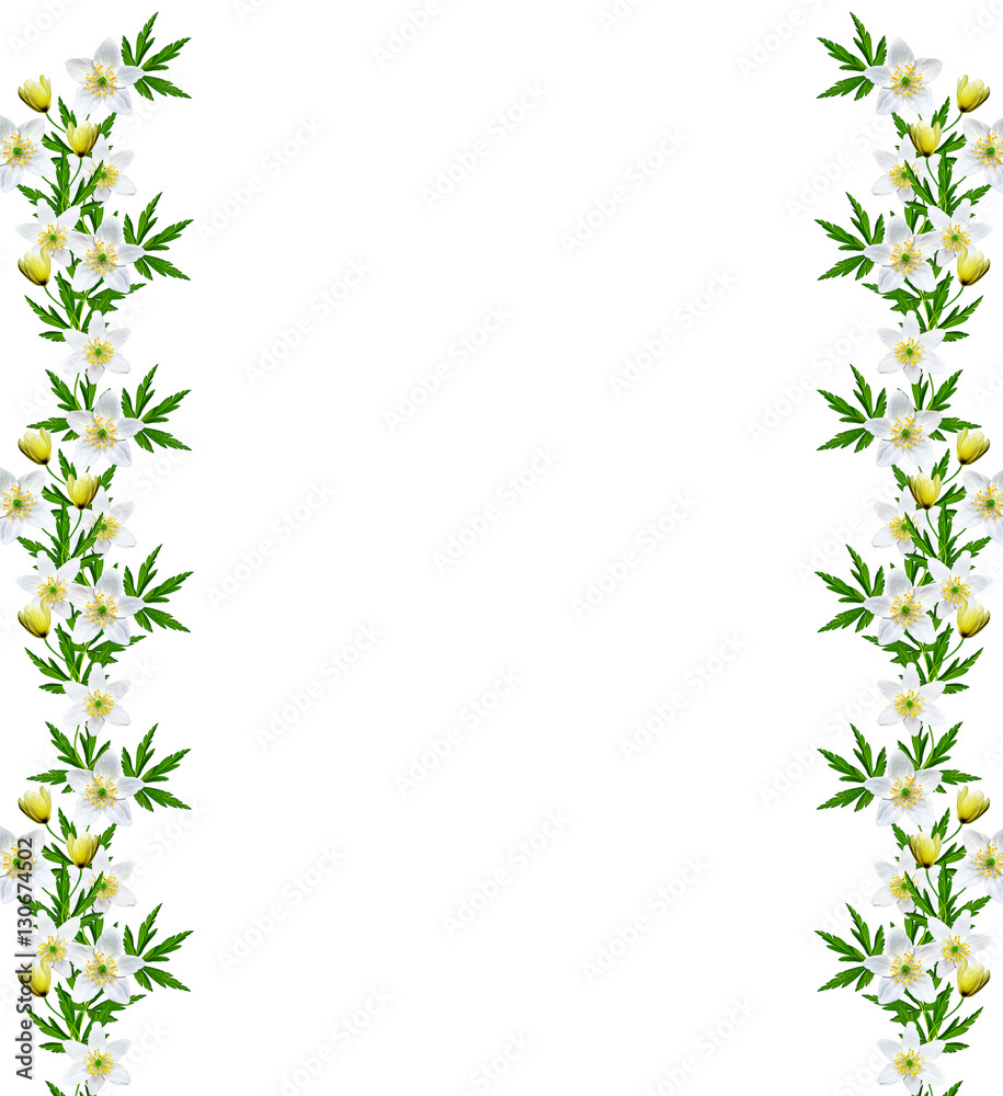 spring flowers snowdrops isolated on white background. spring flowers snowdrops isolated on white background.
