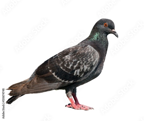 pigeon.