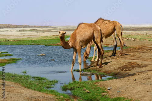 Wielbłądy dromadery u wodopoju na pustyni w Dżibuti photo