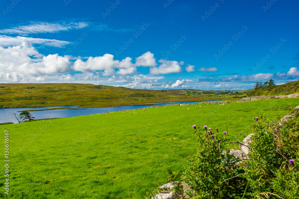 Landschaft mit Weiden und Schafen in Irland