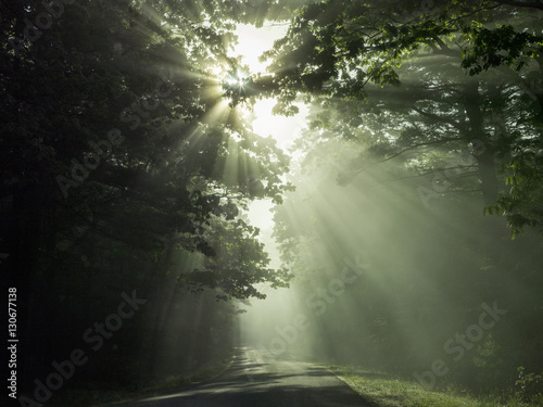 Road view of sunrays  coming through overhead branches  photo