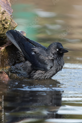 Western Jackdaw, Corvus monedula