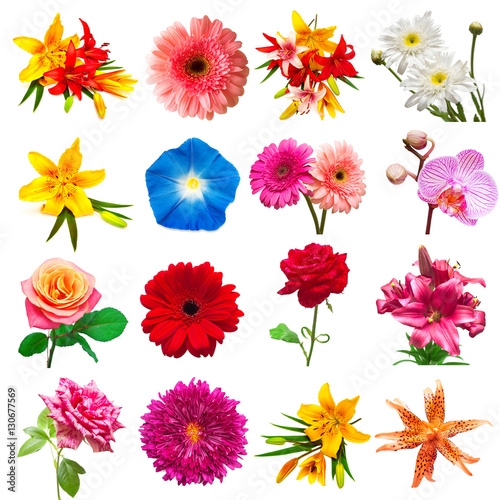 Collection flowers isolated on white background