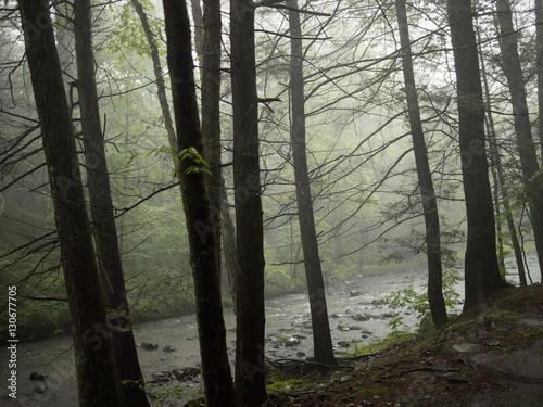 Trees and stream in fog 