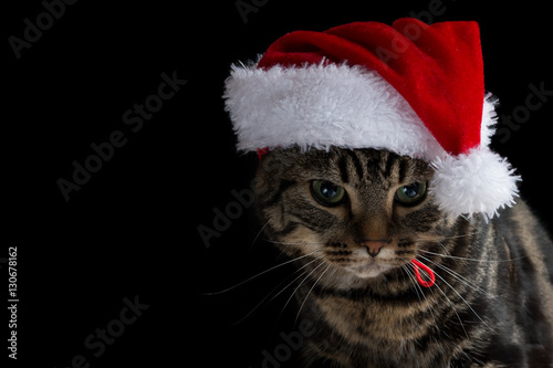 Tabby kitten with Santa hat looking down against a black background