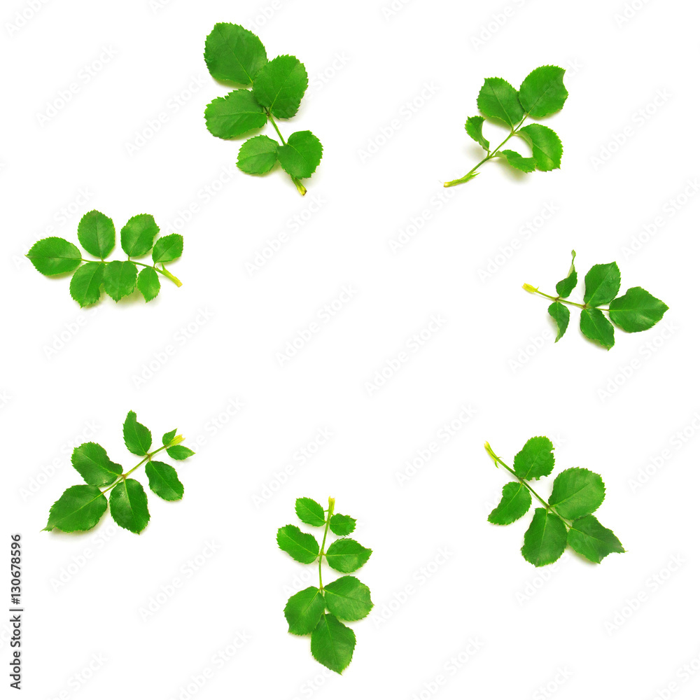 Rose leafs in a circle isolated on white background Rose leafs in a circle isolated on white background