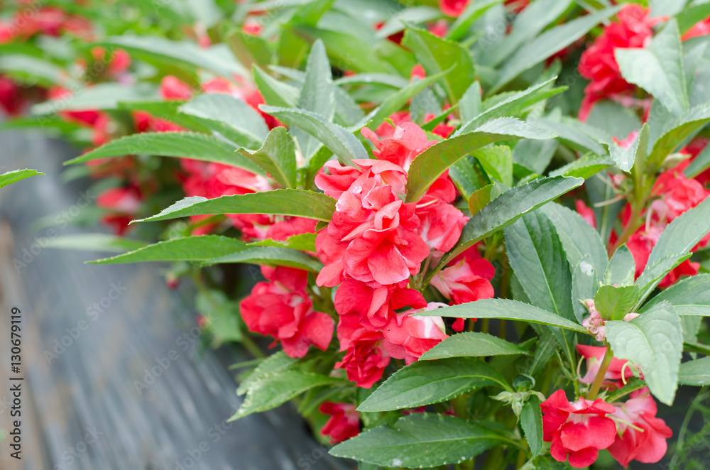 Red Garden Balsam, Impatiens Balsamina Linn flower in garden Red Garden Balsam, Impatiens Balsamina Linn flower in garden
