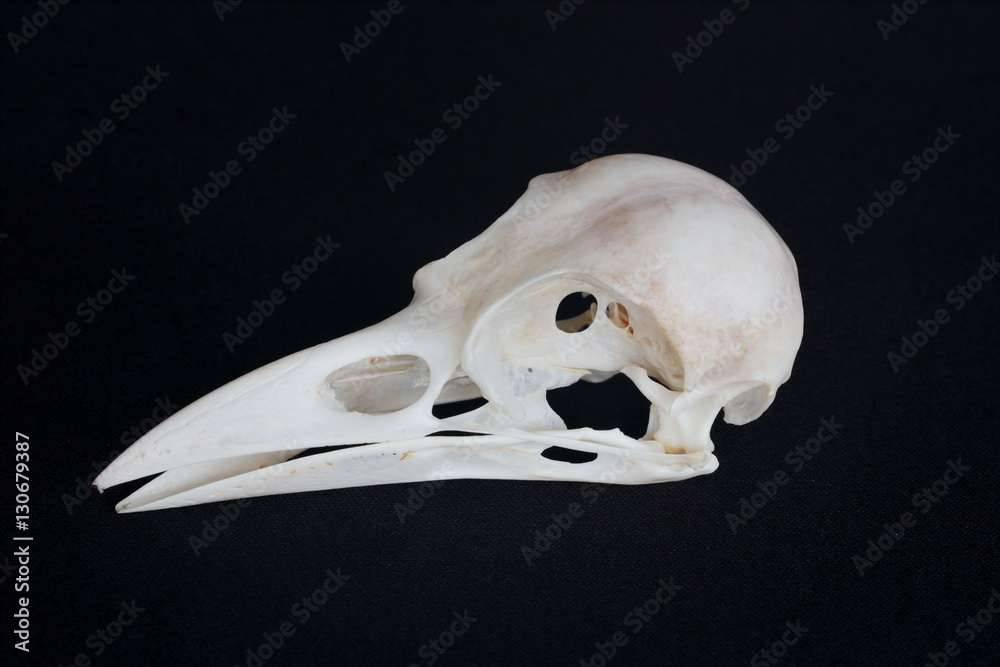 Naklejka premium Crow skull isolated on black